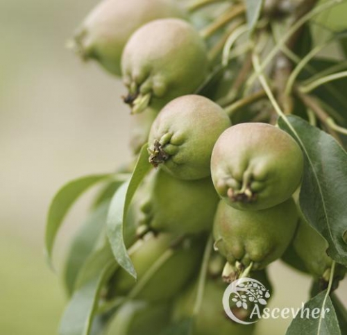 Armut - Ascevher
