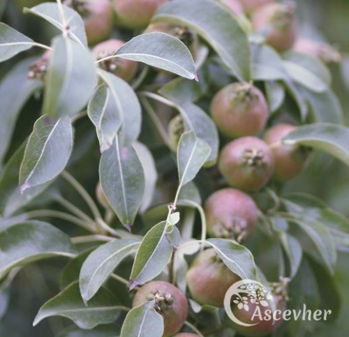 Armut - Ascevher