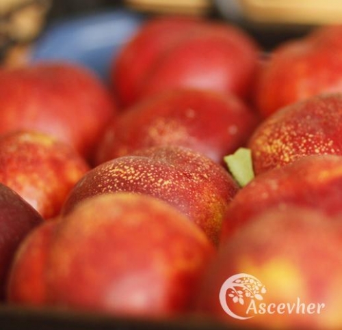 Nektarin - Ascevher